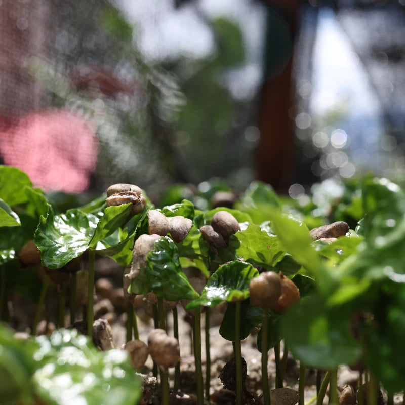 Huver Castillo, Double Fermentation, Anaerobic Washed