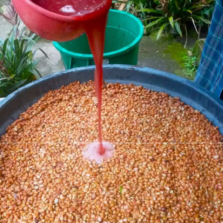 Huver Castillo, Double Fermentation, Anaerobic Washed