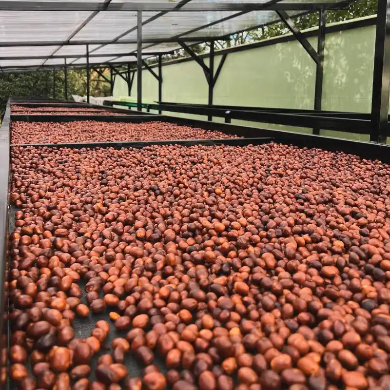 Hernandez Family, Nativo Nogales, Thermal Shock-Anaerobic Natural