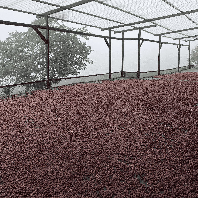 Hernandez Family, Nativo Nogales, Thermal Shock-Anaerobic Natural