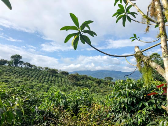 Fausto Romo, Finca Carolina, Washed Sidra