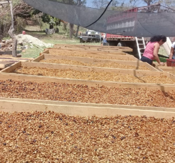 Antonio Gonzales, La Nueva Montaña, Finca El Hato